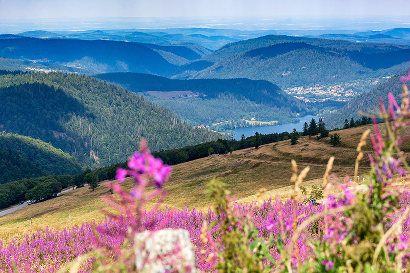 paysage de montagne - hohneck